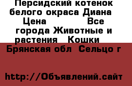 Персидский котенок белого окраса Диана › Цена ­ 40 000 - Все города Животные и растения » Кошки   . Брянская обл.,Сельцо г.